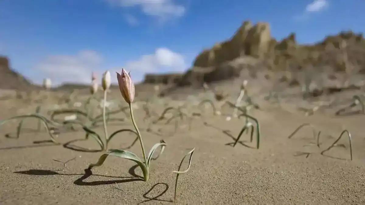 Маңғыстауда сирек кездесетін соғды қызғалдағы гүлдеді