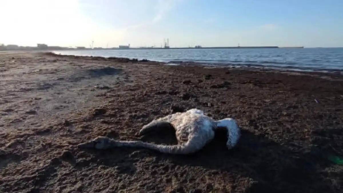 Каспий жағалауында аққулар қырылып жатыр