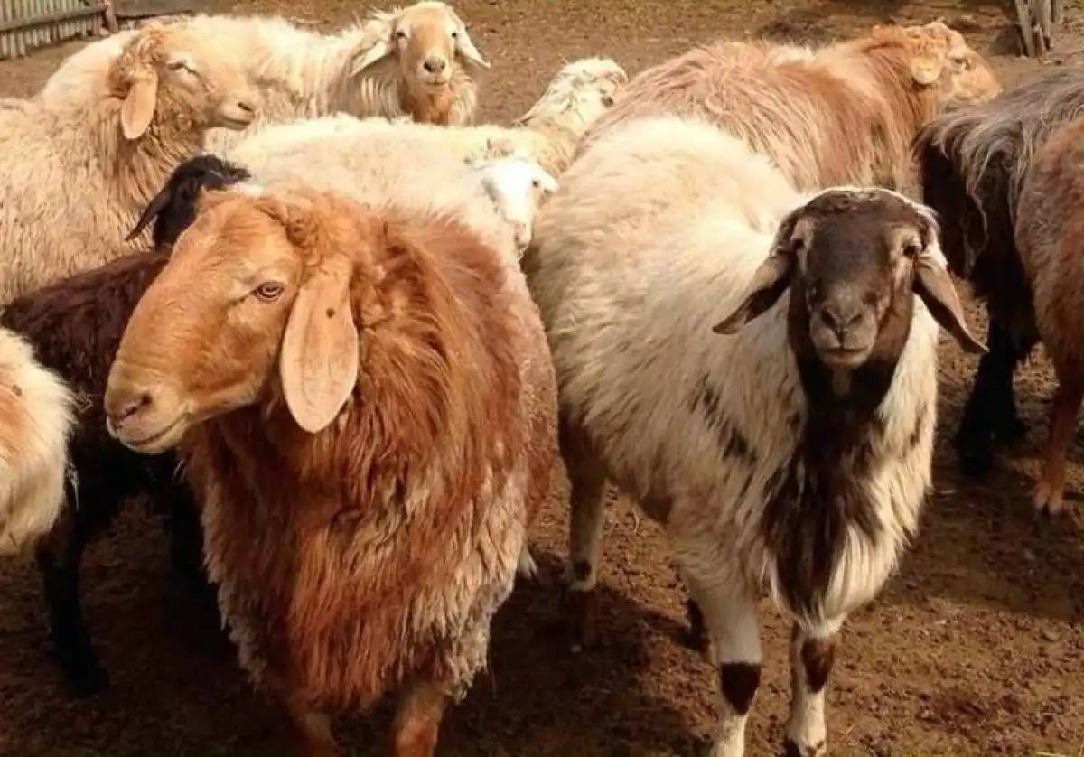 Қостанай облысында 12 мың бас ұсақ малға арналған бордақылау алаңы салынады