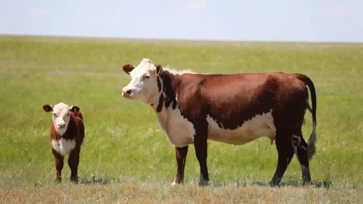 Ауыл шаруашылығы санағы кезінде қандай сұрақтар қойылады