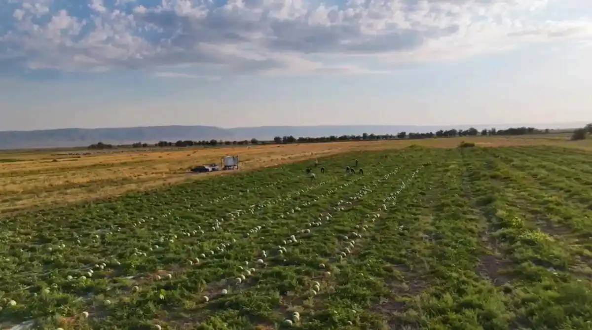 Жамбыл облысының диқандары қарбыздың алғашқы өнімін жинап жатыр