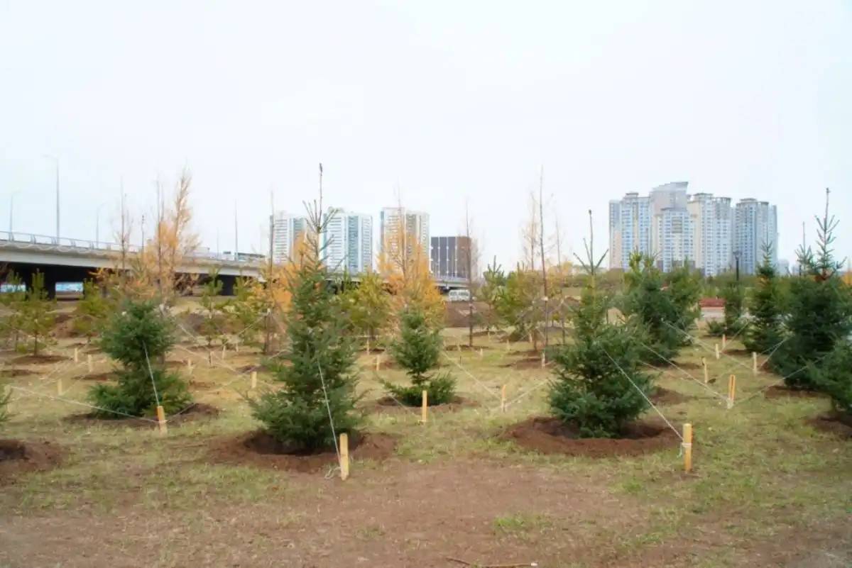 «Таза Қазақстан»: Бір жылда елде 2,4 млн ағаш отырғызылды