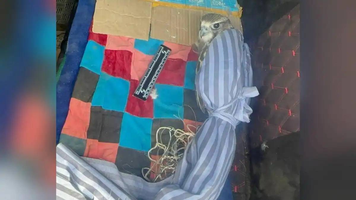 Қызыл кітапқа енген құсты заңсыз алып жүрген тұрғын ұсталды (ВИДЕО)