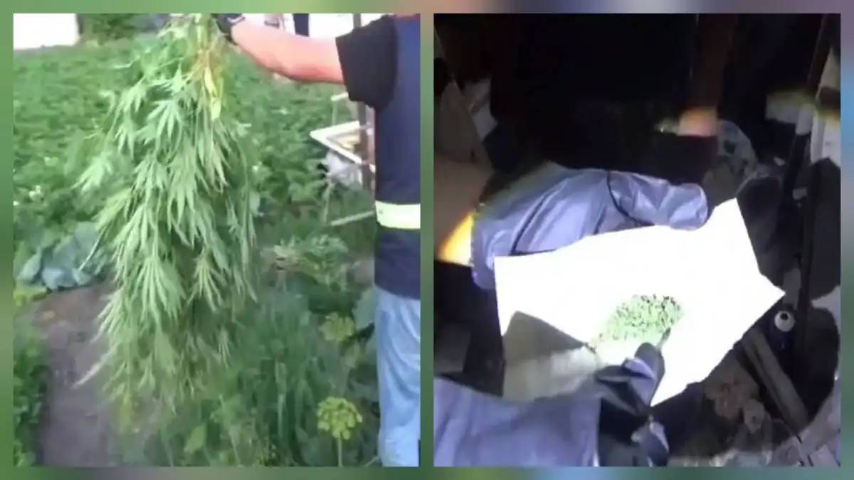 Қарағанды облысының тұрғыны үйінің ауласын қарасора плантациясына айналдырған