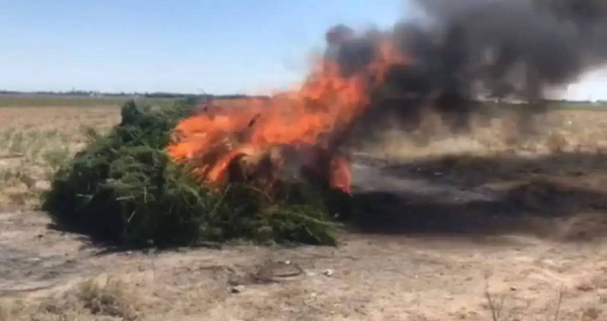 Жамбыл облысында 2 500 тоннадан астам жабайы қарасора жойылды