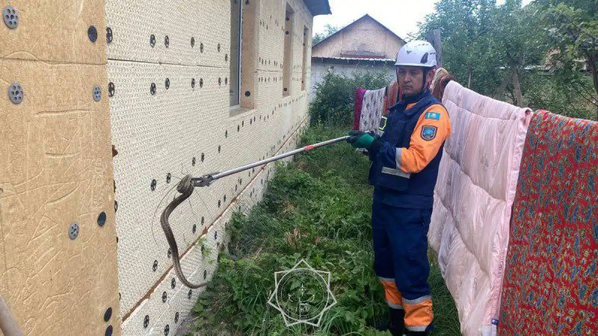 ТЖМ құтқарушылары жеке үйдің ауласынан жылан ұстап алды