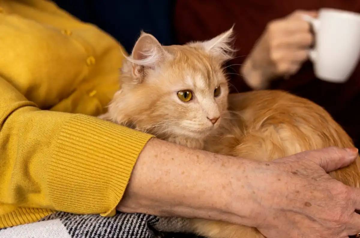 Мысыққа таланған Қостанай облысының тұрғыны қайтыс болды