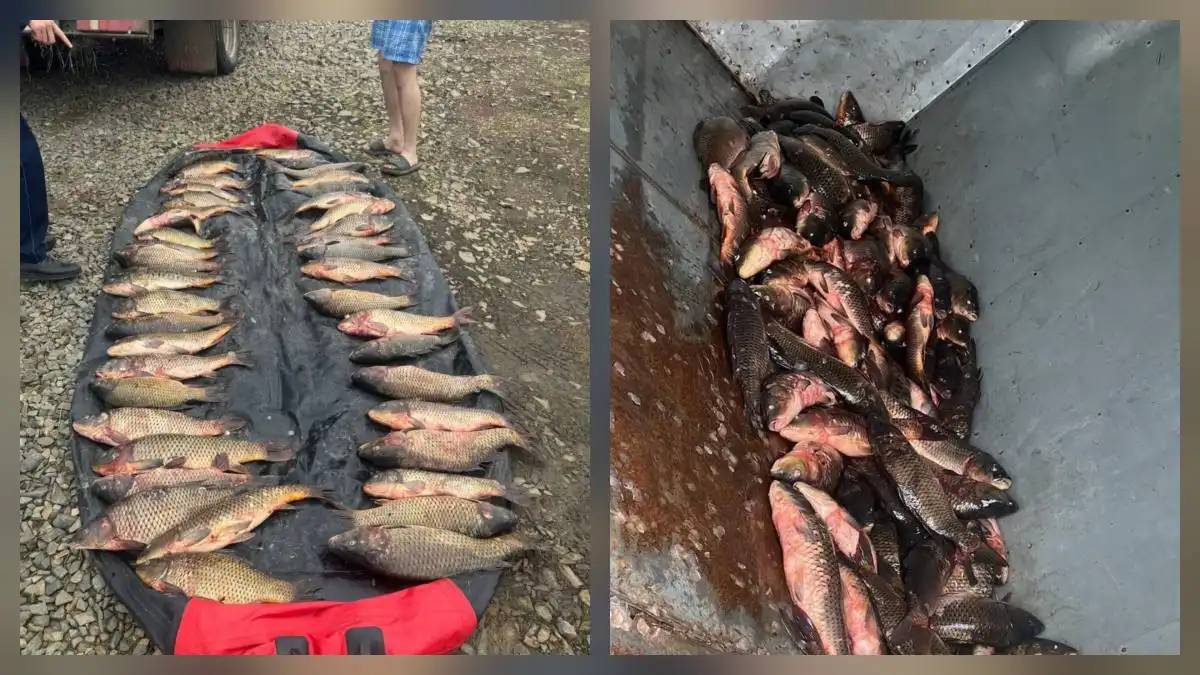 «Бурабай» ұлттық паркінде заңсыз балық аулаған браконьерлер ұсталды