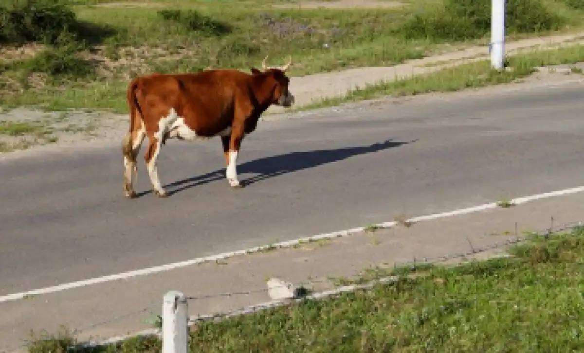 Жүргізуші жолда сиырды қағып, етін өзімен алып кеткен