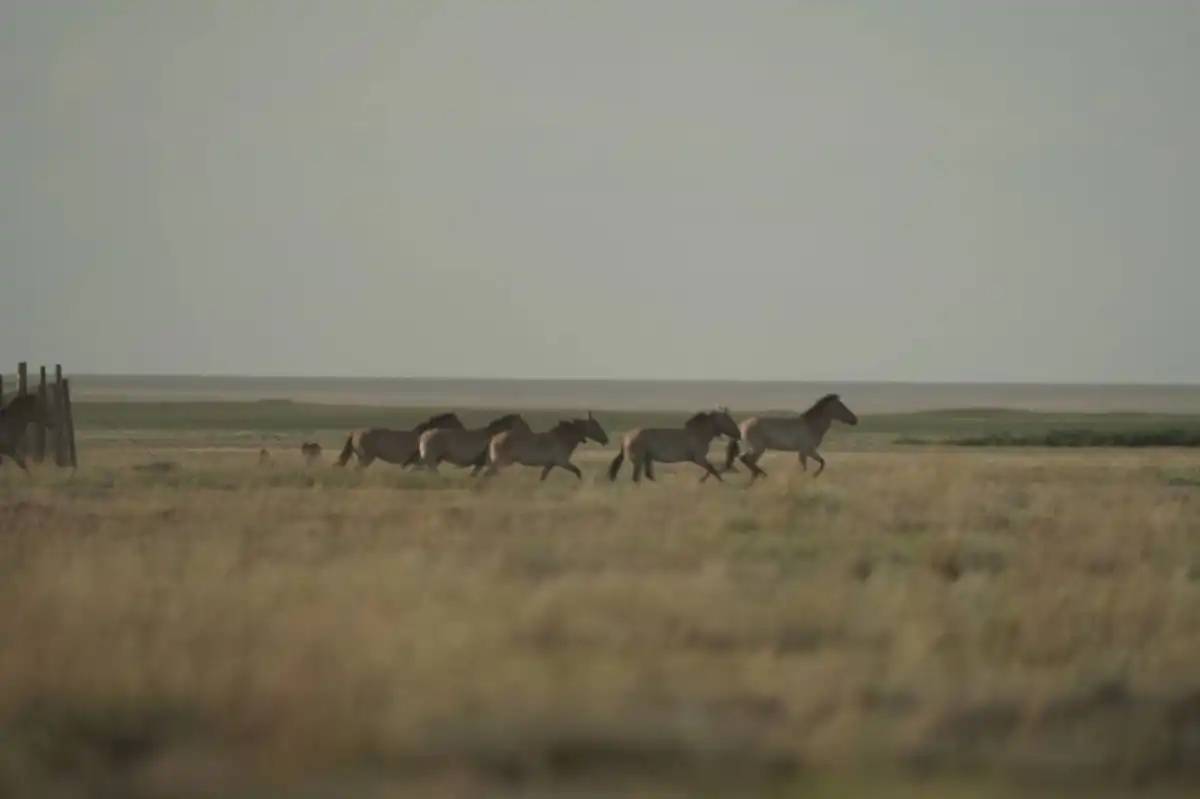 Елімізге былтыр әкелінген керқұландар жабайы табиғатқа жіберілді