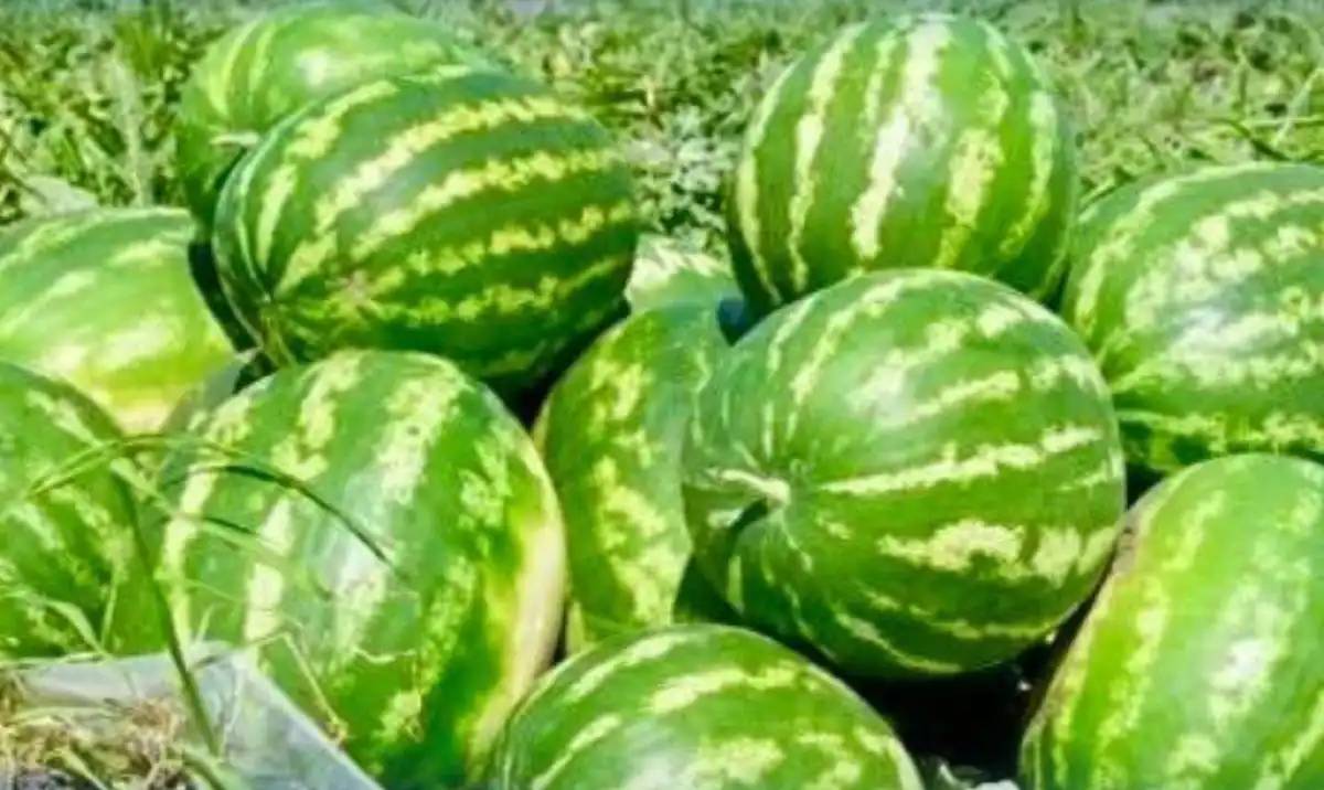 Түркістан облысының диқандары қарбыздың алғашқы өнімін жинады