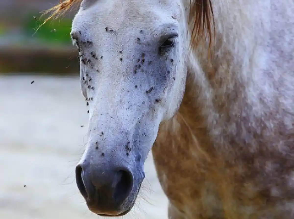 Түркістан облысында шіркеймен күреске жауапты мердігер 1,4 млн теңге айыппұл арқалады