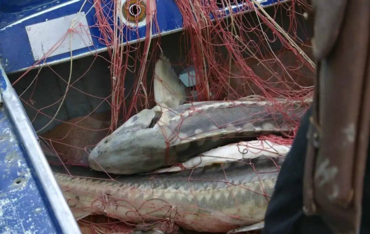 «Бекіре» акциясы барысында 600 келіден астам бекіре балығы тәркіленді