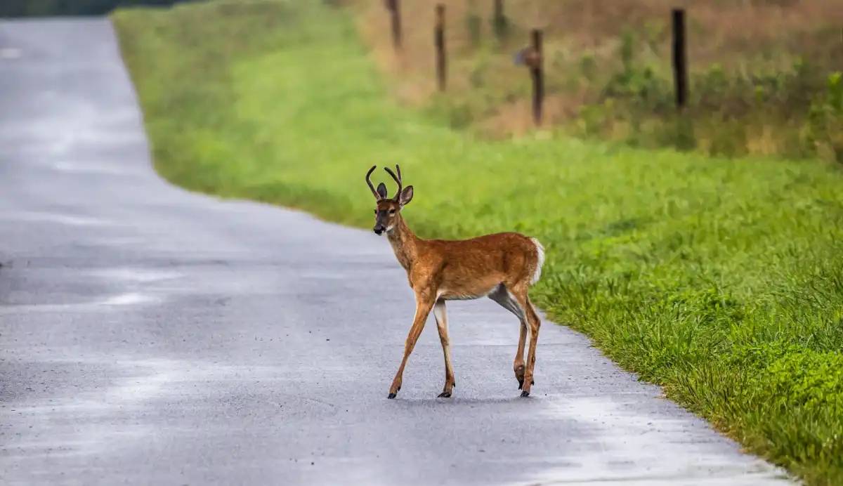 Жолда жабайы жануарлар кездескен жағдайда не істеу керек?