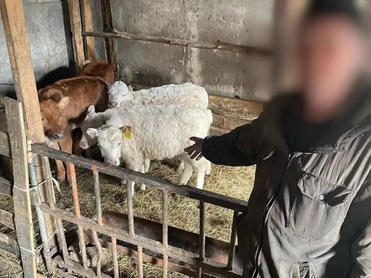 СҚО-да серіктестіктегі бұзауларды шаруашылық қызметкерлері ұрлаған