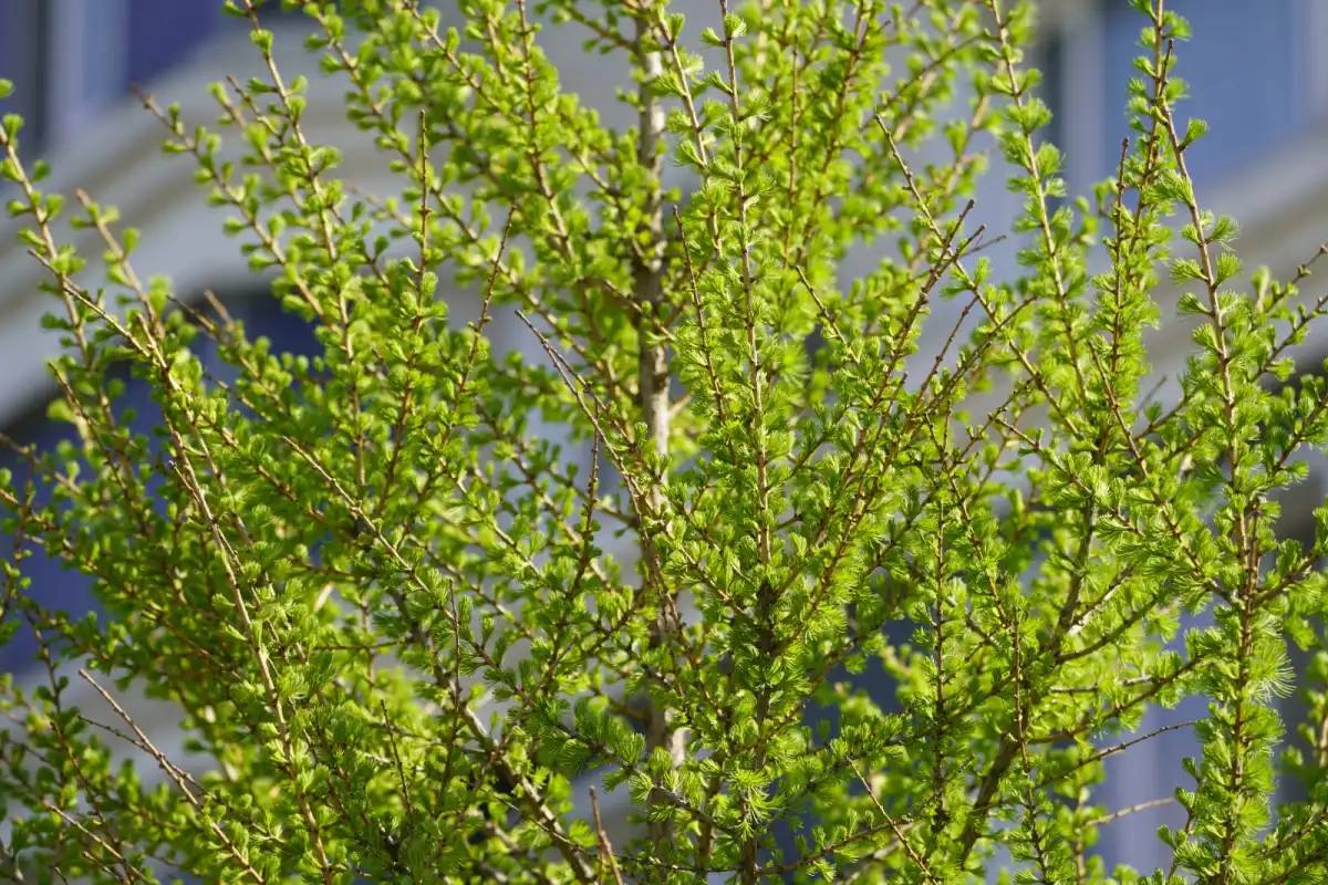 Мамыр айына арналған ауа райы болжамы жарияланды