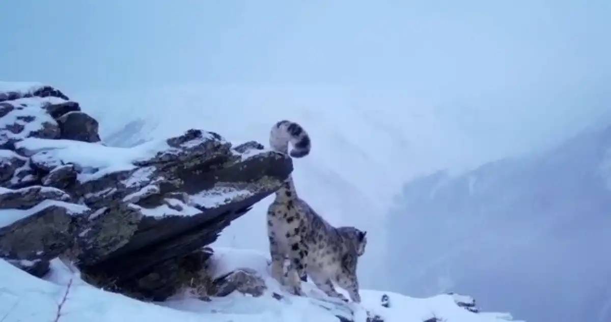 Катонқарағай ұлттық паркінде қар барысы фототұзаққа түсіп қалды