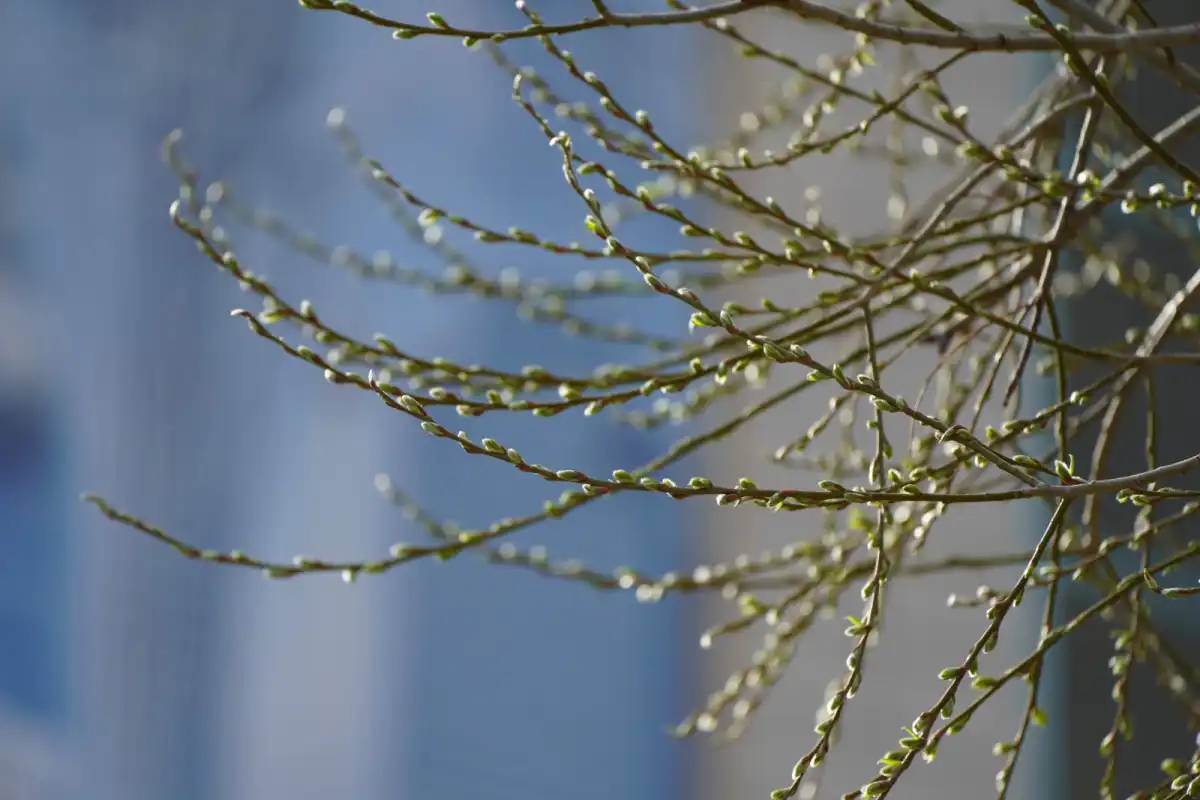 Биыл «Сарайшық» ауданында 15 мыңнан астам ағаш отырғызу жоспарланған