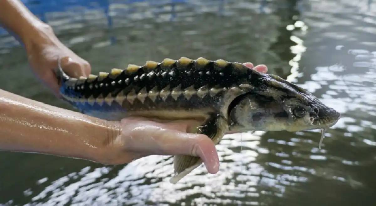 Елімізде балық шаруашылығын жем-шөппен қамтамасыз ету мәселесі қалай шешілуде