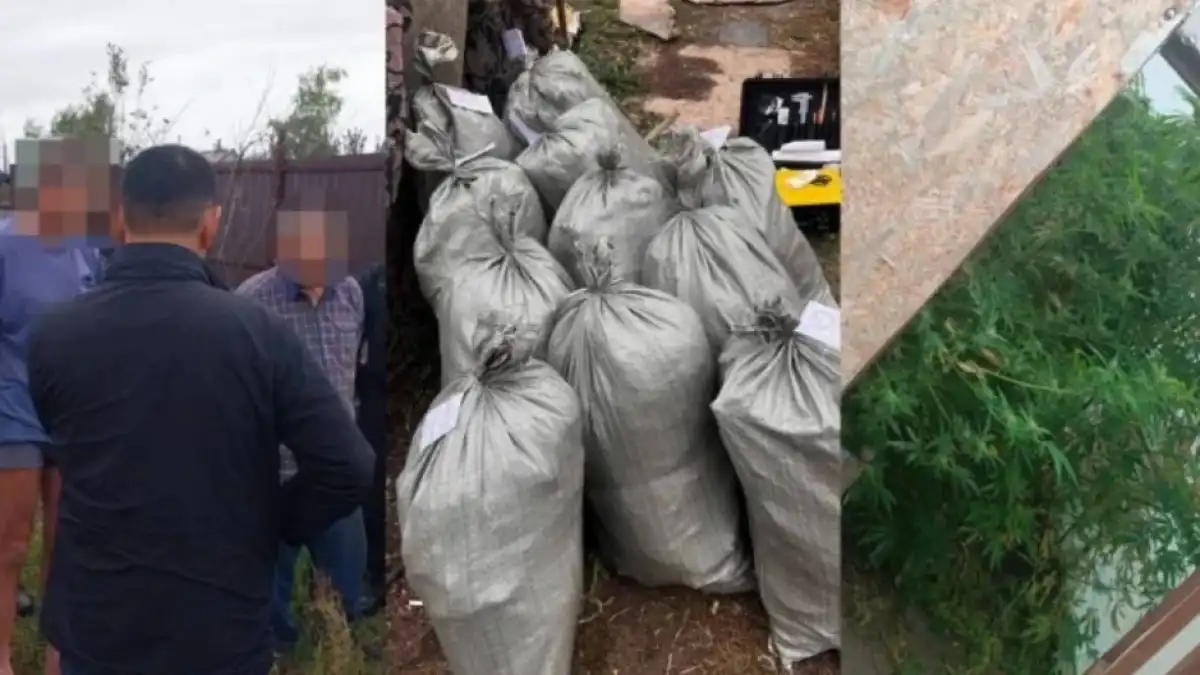 Рудныйда марихуана өсірген тұрғын ұсталды