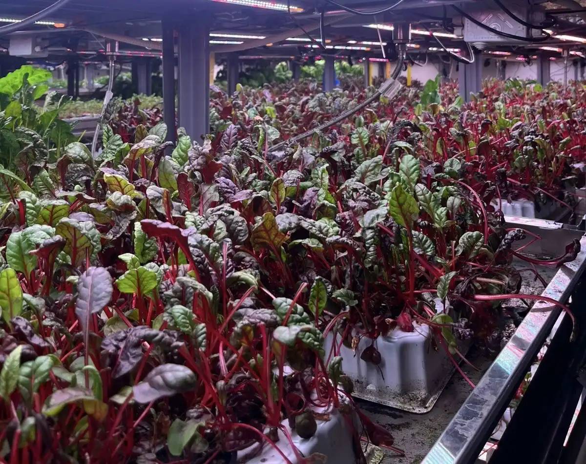 Астанада Қоғамдық кеңес өкілдері инновациялық KazBerry сити-фермасымен танысты