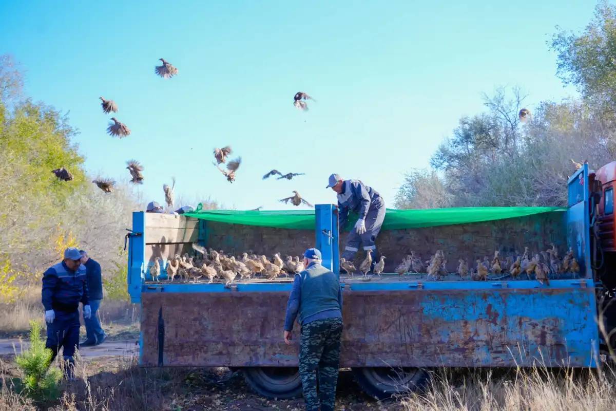 Елорданың жасыл белдеуінде 325 бас жетісу қырғауылы ұшырылды