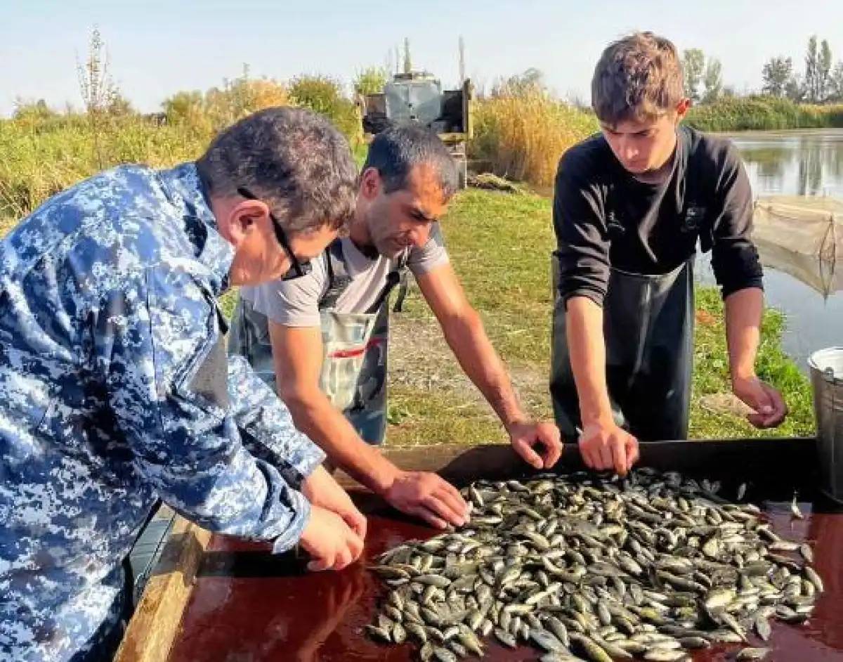 Есіл өзеніне 500 мың тұқы балықтарының шабағы мен ақ амур жіберілді