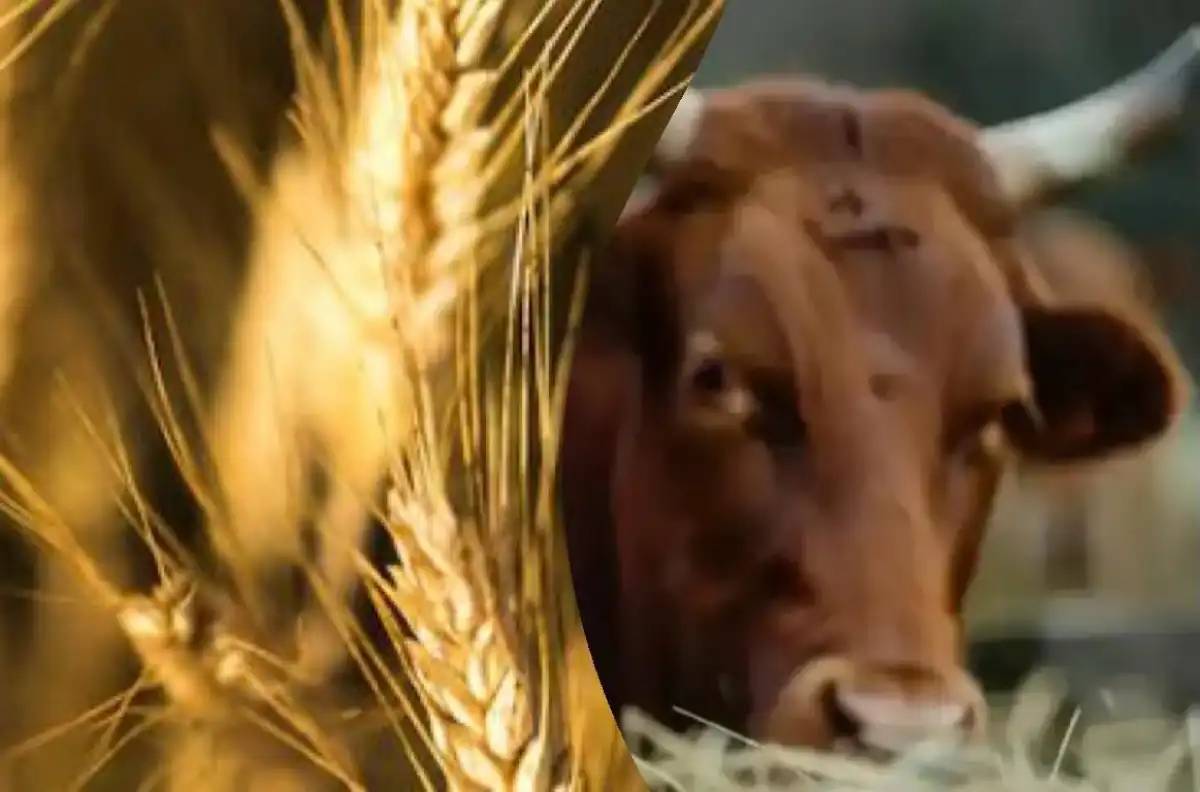 Қазақстан Түркияға астық пен сиыр еті экспортын ұлғайтуды жоспарлап отыр