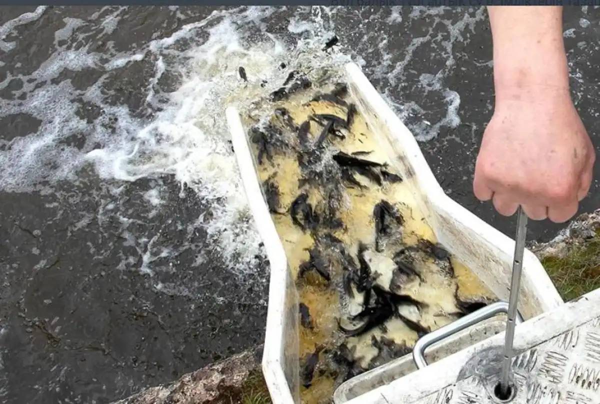 Есіл өзеніне 600 мыңнан астам сазан мен ақ амур шабақтары жіберілді