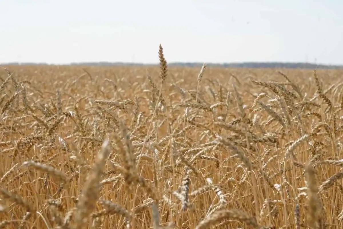 Елімізде 20,8 млн тонна астық бастырылды