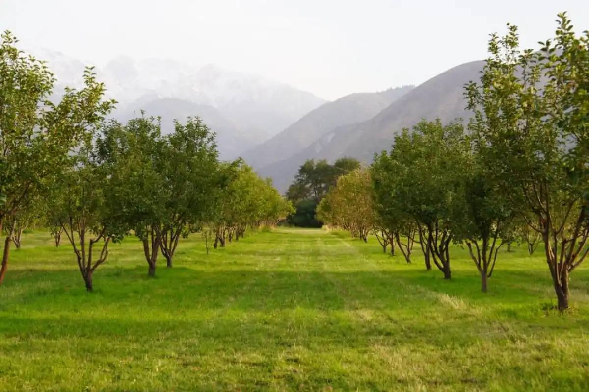 Қазақстанда қанша гектар алма бағы бар