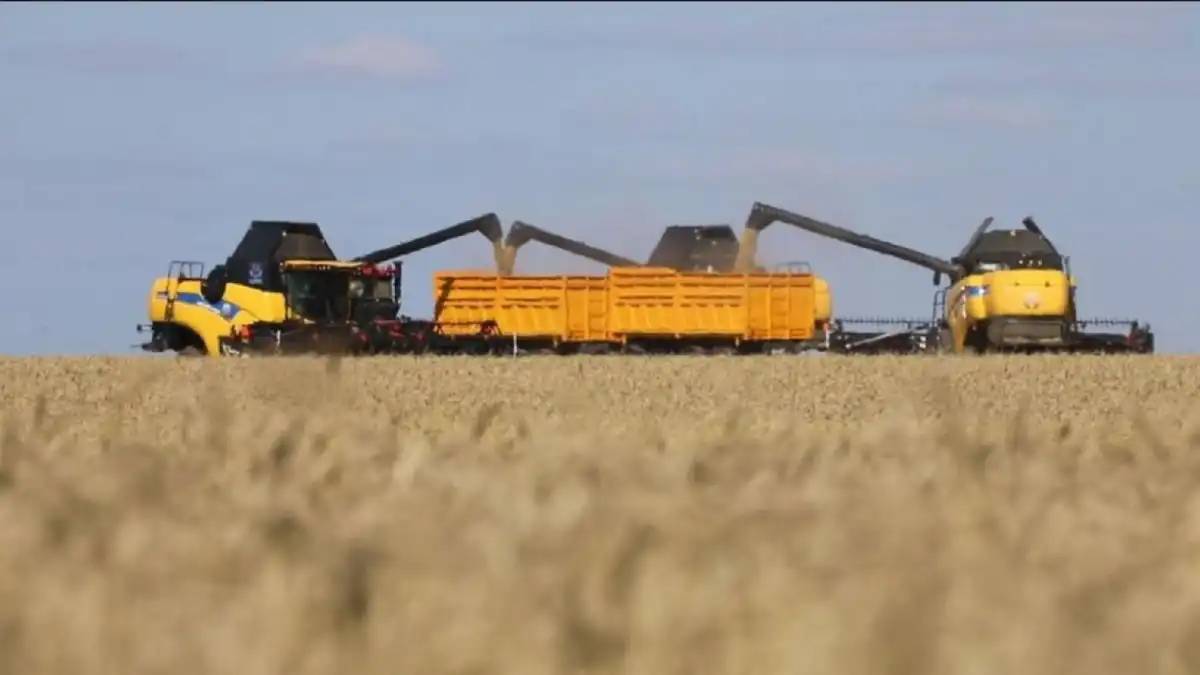 Елімізде бұршақты дақылдарды жинау рекордтық көрсеткішке жетті