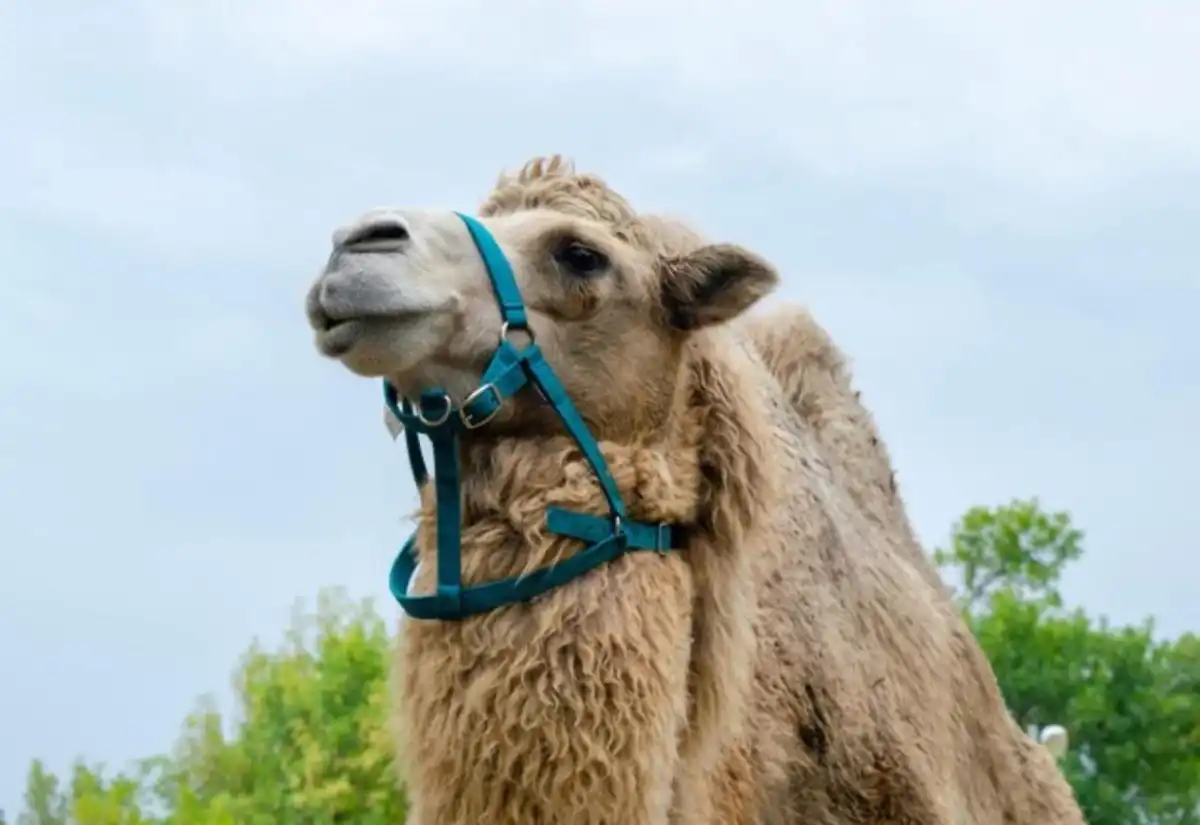 Құлсары қаласында көшеде жүрген түйе баланы таптап кетті