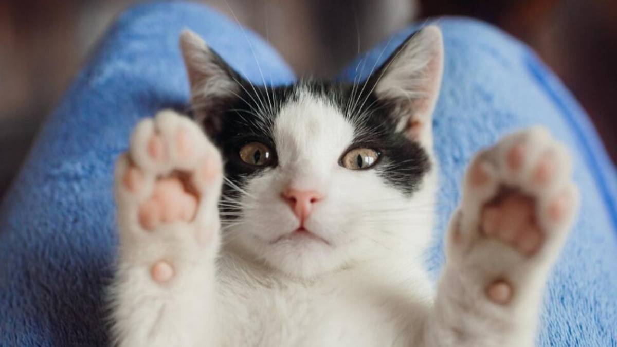 Маңғыстау облысында мысық тістеп алған ер адам көз жұмды