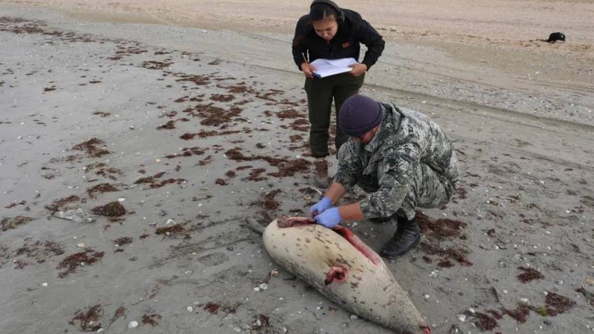 Каспий жағалауынан 100-ден аса итбалықтың өлексесі табылды: олар неден қырылуы мүмкін