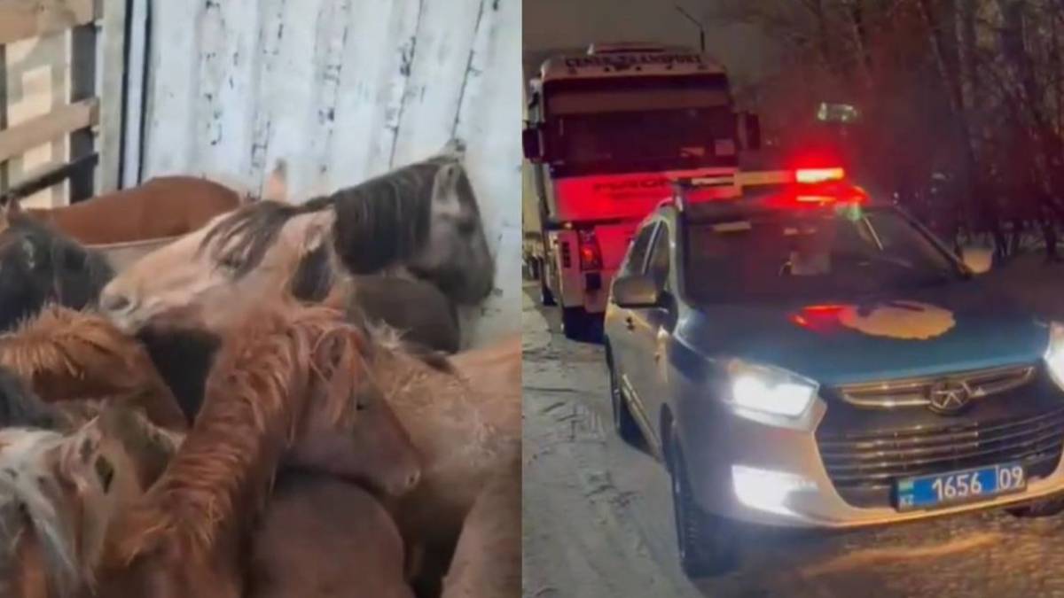 Қарағанды облысындағы блок-бекетте полицейлер ұрланған жылқылар тиелген жүк көлігін ұстады