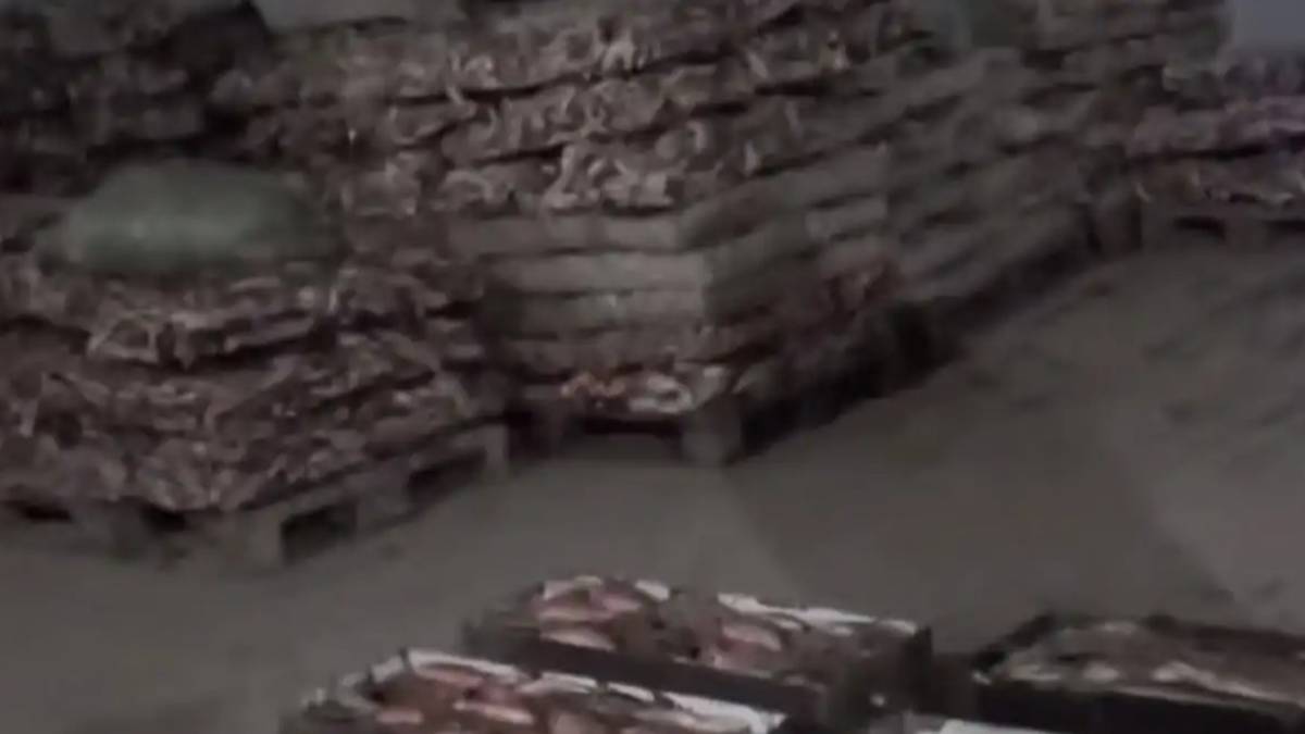 Елімізден 254 млн теңге тұратын көк серке еті заңсыз экспортталған