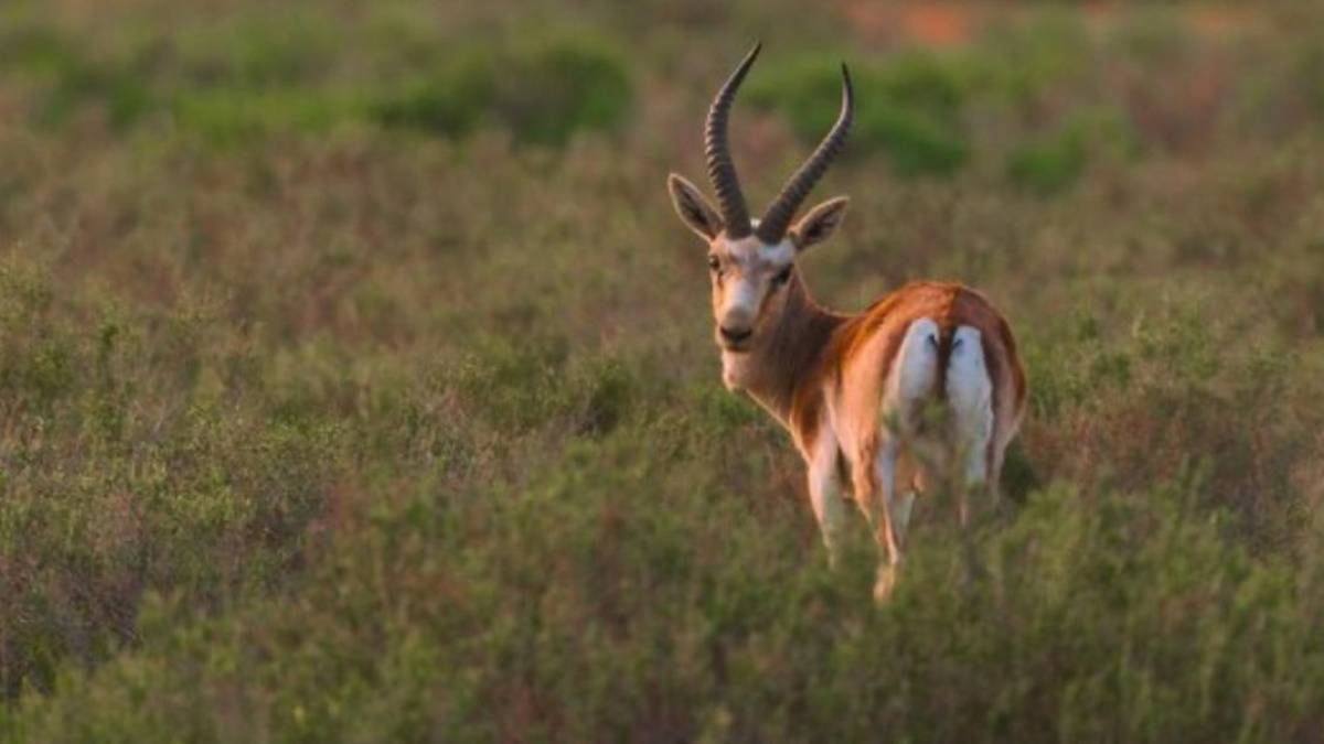Алматы облысының үш азаматы Қызыл кітапқа енген қарақұйрықты заңсыз аулағаны үшін сотталды