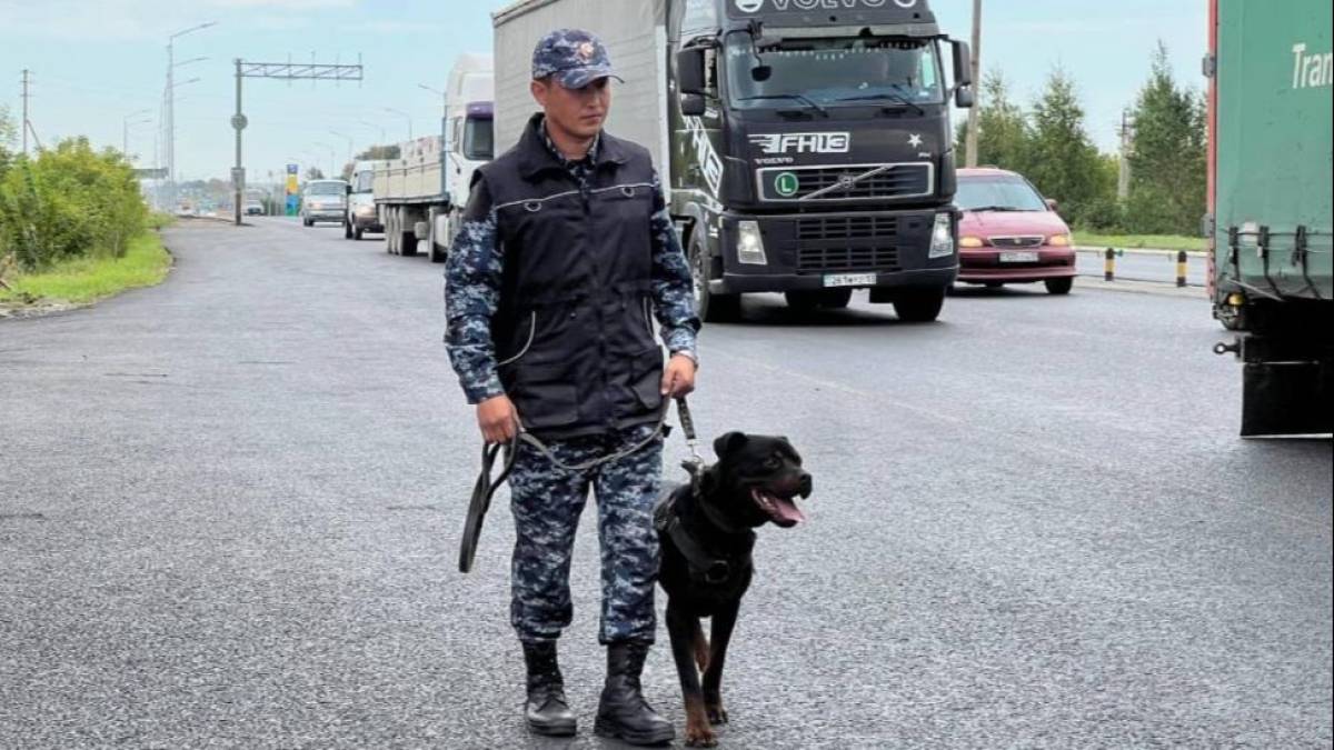 Астанада қызметтік ит автокөліктен есірткі тауып алды