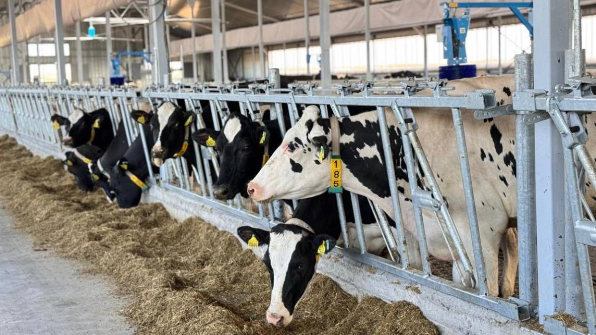 40 млн тонна мал азығы жиналды – АШМ