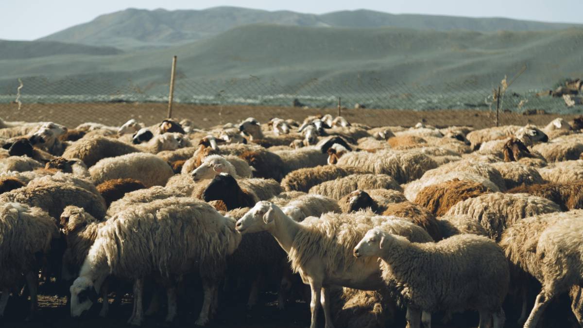 «Үш күн тамақ ішпеген»: Жамбыл облысында тұманда адасып кеткен қойшы табылды