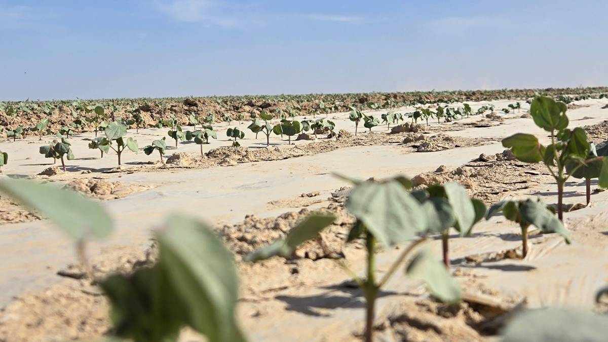 Түркістан облысында ауқымды мақта кластері құрылады