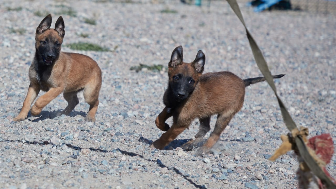 Болашақ қорғаушылар: Ұлттық ұланда қызметтік иттердің жаңа буыны өсіп келеді