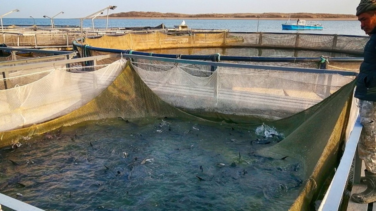 Елімізде балық өсіретін шаруашылықтар саны 650-ге жетті