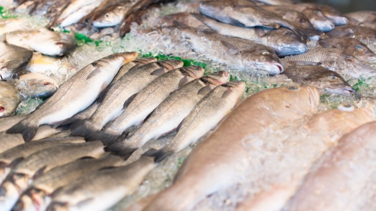 Отандық кәсіпорындар балықтың 50 түрін экспорттайды