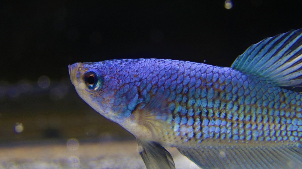 Балық шаруашылығы саласындағы инвестициялық субсидиялауға қатысты кедергі жойылды