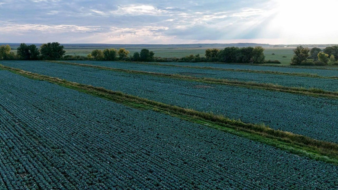 Соңғы 18 жылдағы ең жоғары нәтиже: биыл картоп пен мақта түсімі айтарлықтай өсті