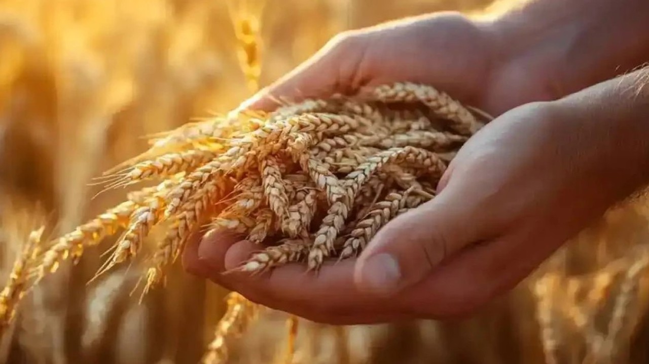 «Бұрын-соңды болмаған көрсеткіш»: Қазақстан экспортқа рекордтық көлемде астық жіберді