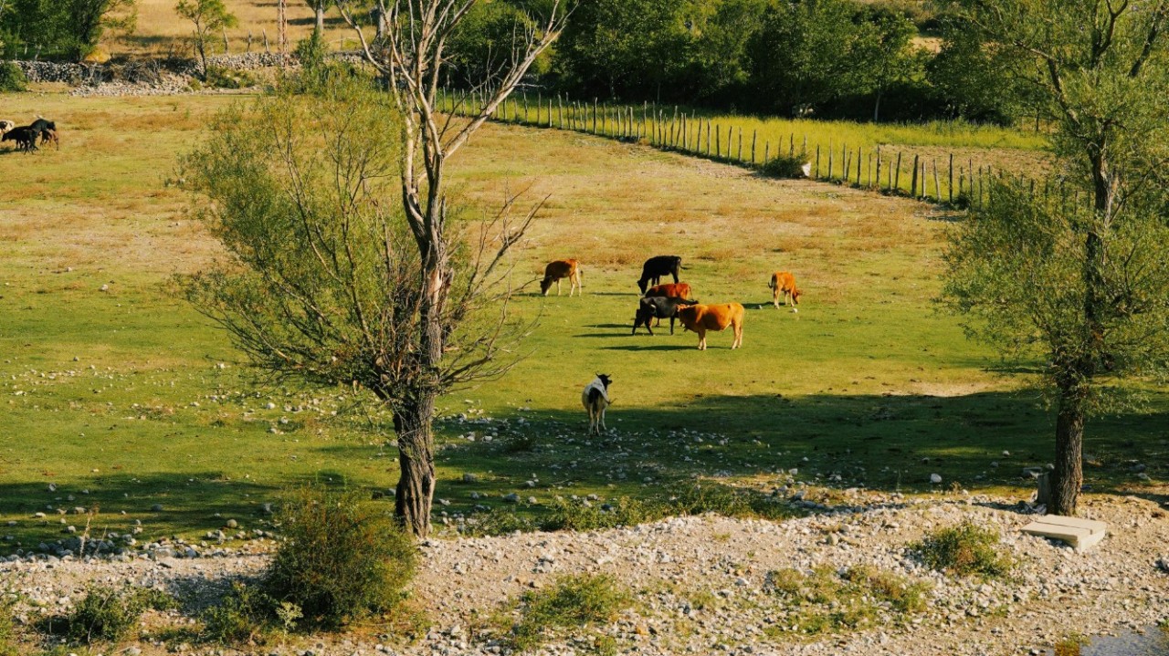 Кешенді жоспар және 200 млрд теңге: мал шаруашылығы қалай дамиды