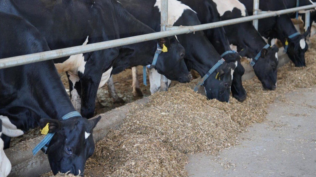 Қазақстандық өнімдер Еуропа Одағы мен Парсы шығанағы елдерінің нарықтарына шығады